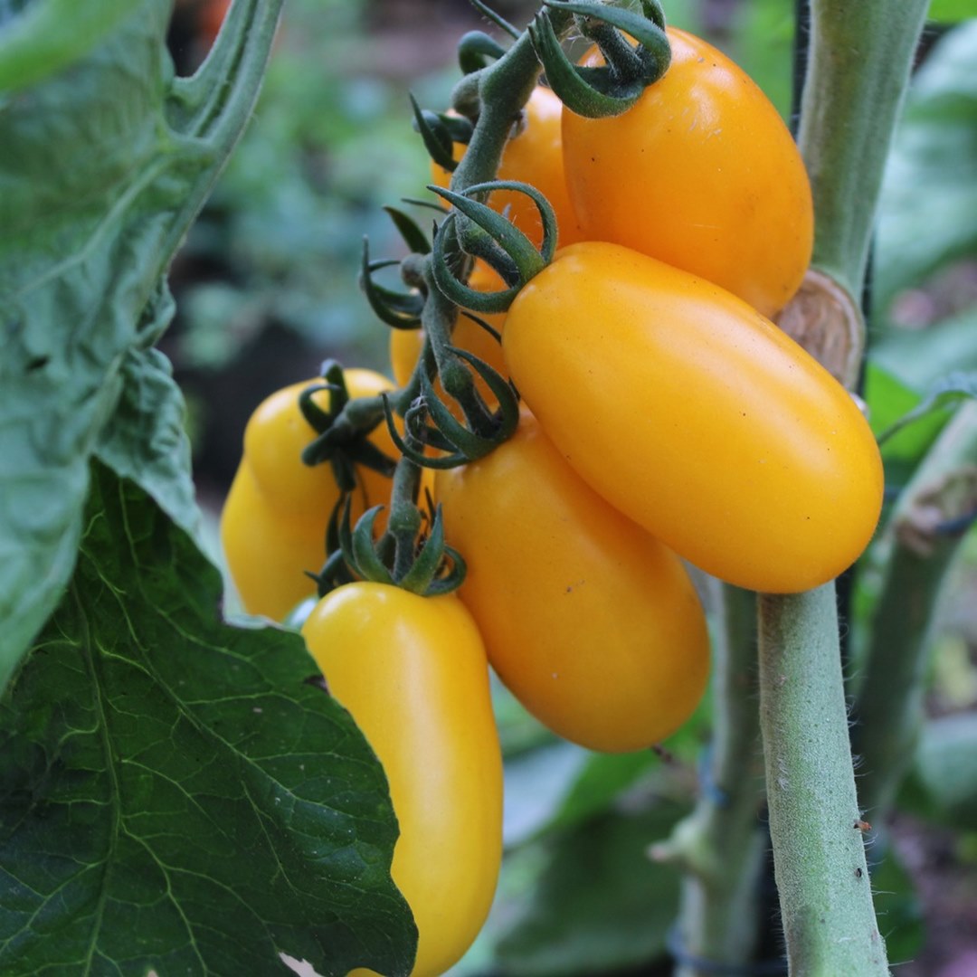 Taiko Tomatensamen für ca. 15 Pflanzen