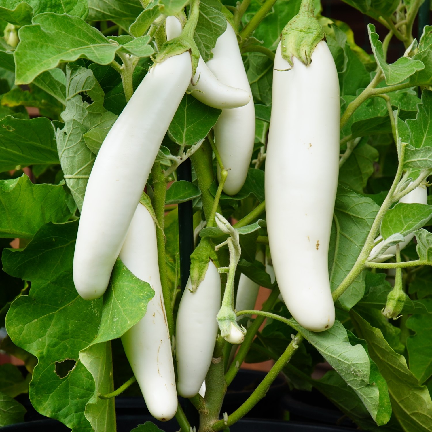 Aubergine White Knight F1 Samen