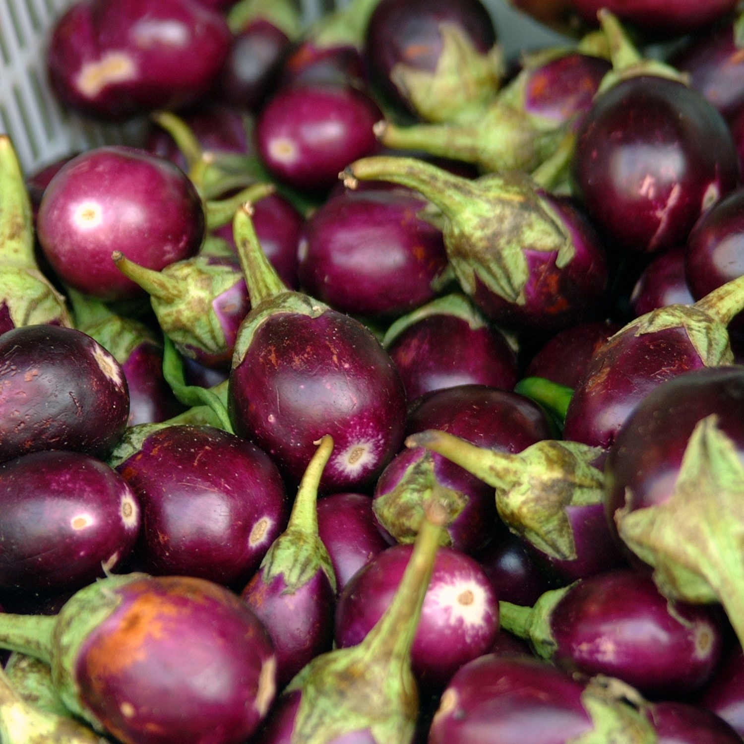 Bio-Aubergine Bambino Samen