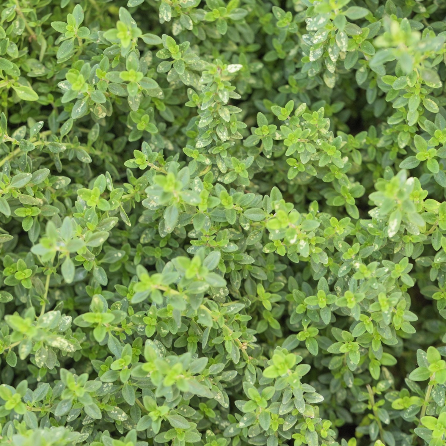MHD 06/25 Echter Thymian Samen, Thymus vulgaris