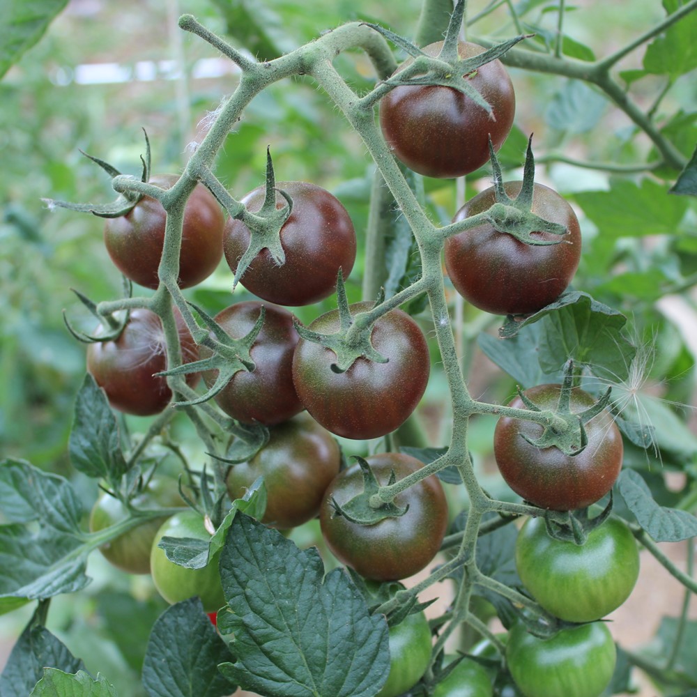 Black Cherry Tomatensamen