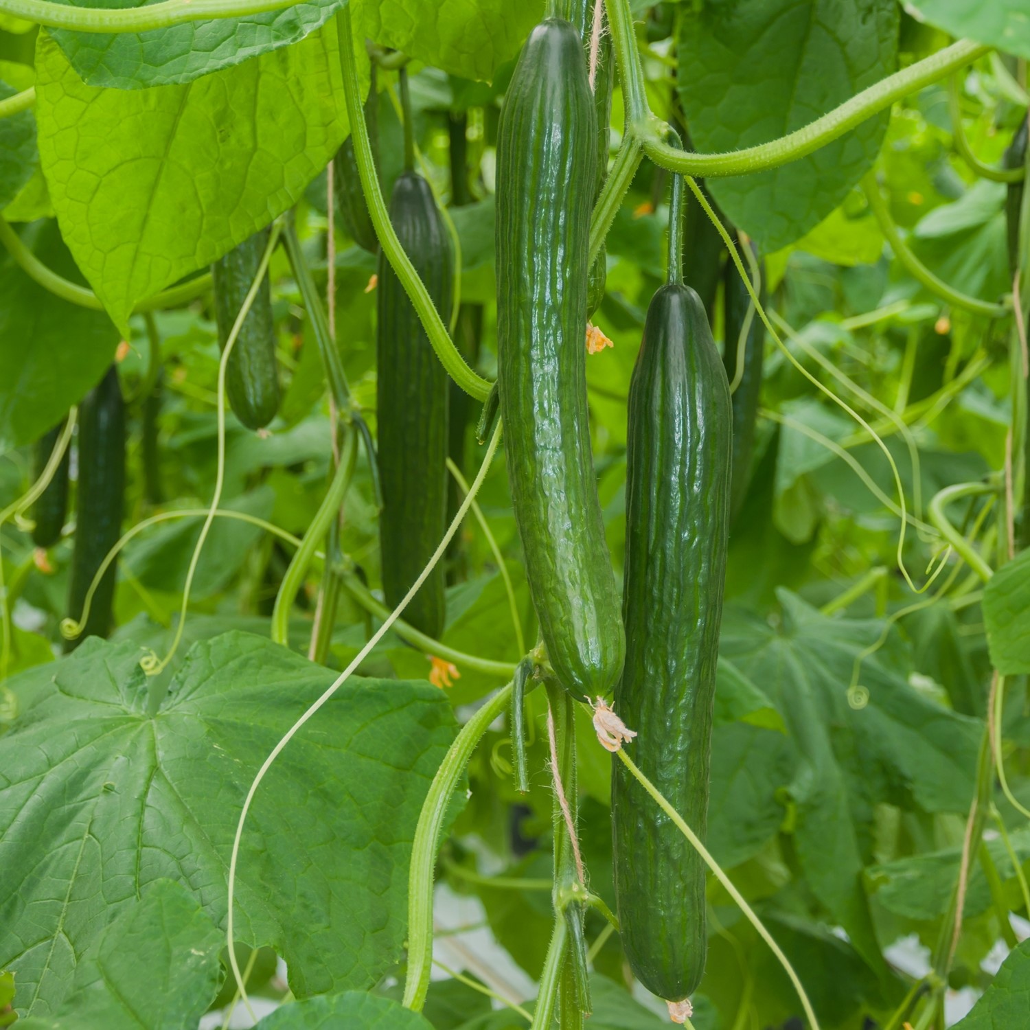 Salatgurke Paska F1 Samen