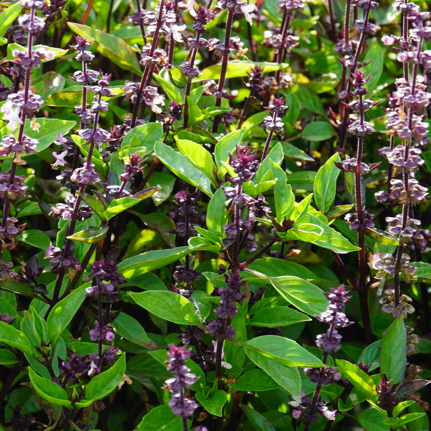 MHD 06/26 Zimtbasilikum Samen, Ocimum basilicum