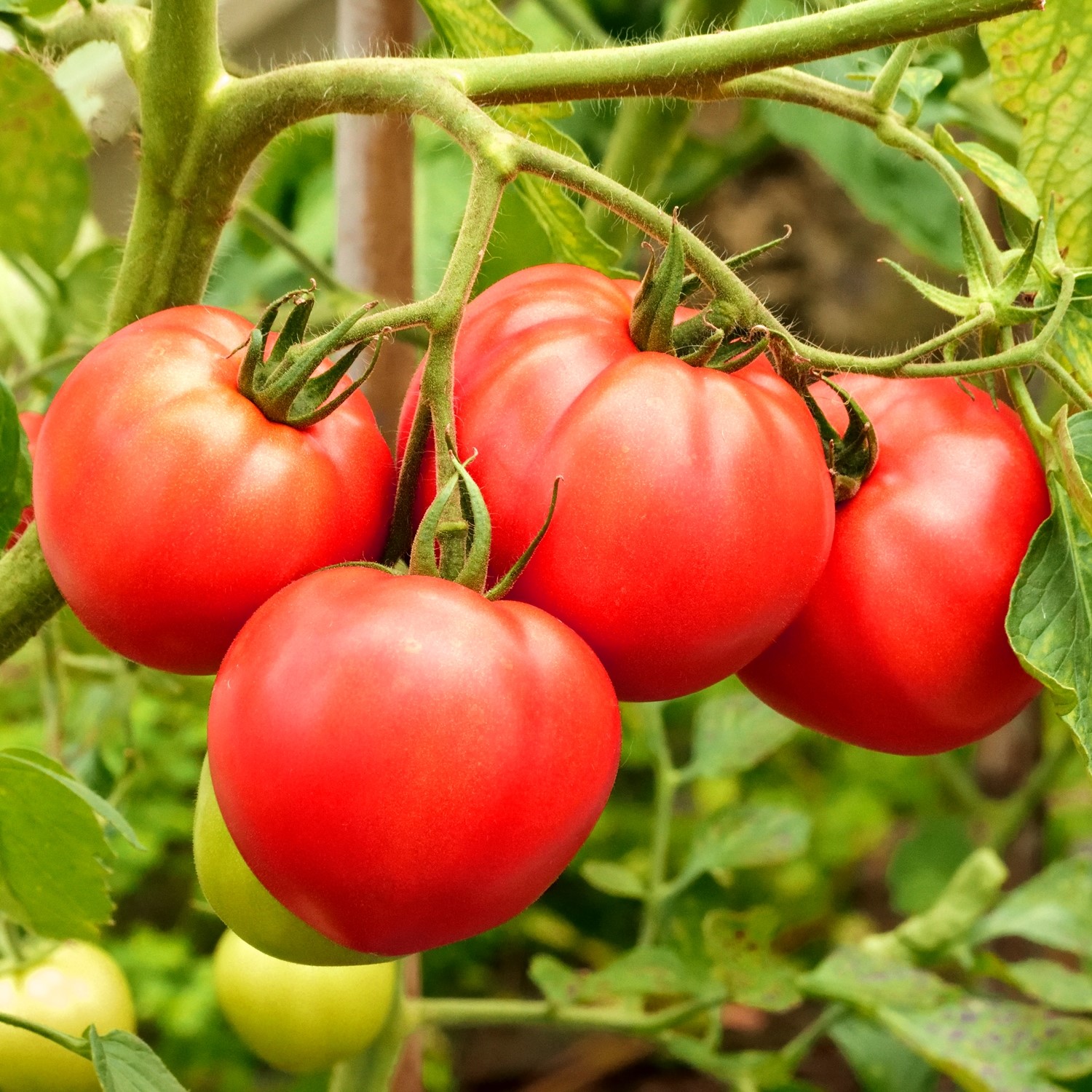 Brandywine pink Tomatensamen