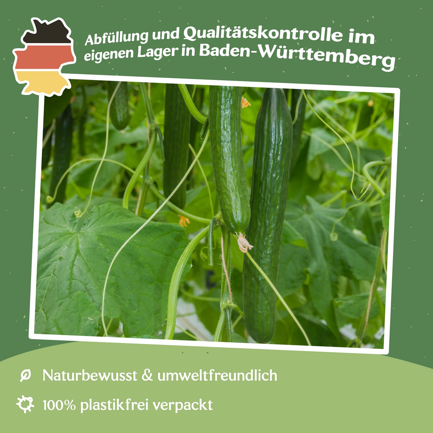 Salatgurke Bush Champion Samen 