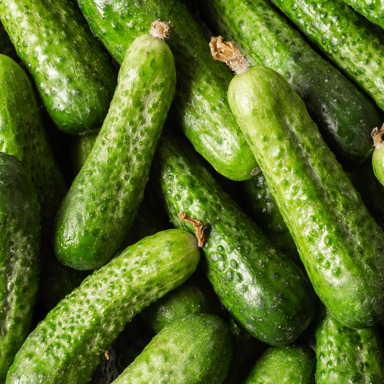 Einlegegurke Diamant F1 Samen