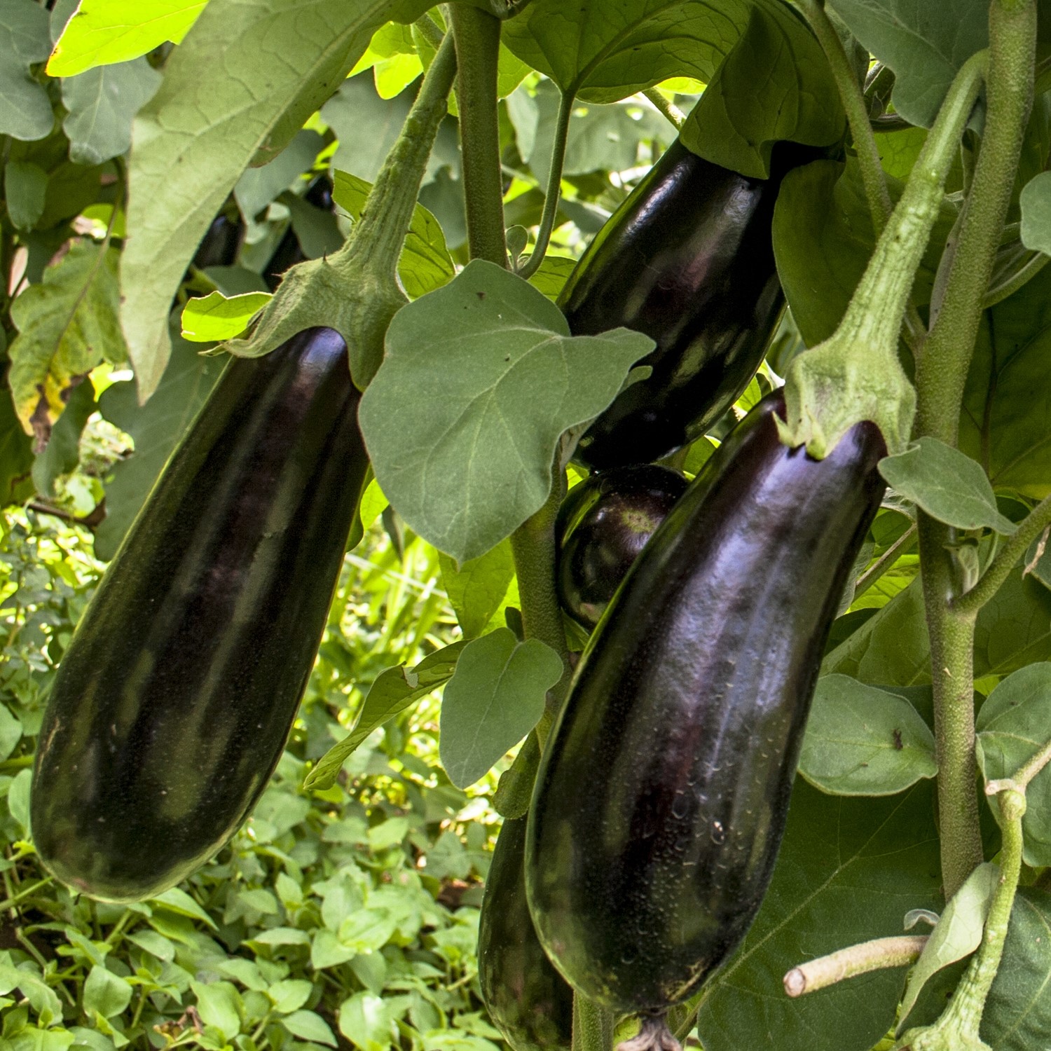 Bio-Aubergine Black Beauty Samen