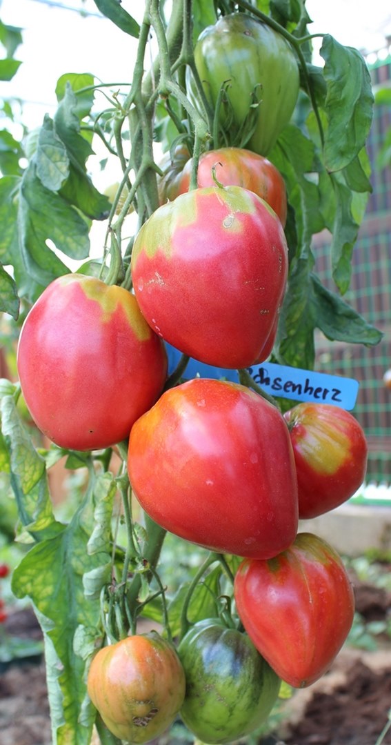 Ochsenherz Coeur de Boeuf Tomatensamen für ca. 15 Pflanzen