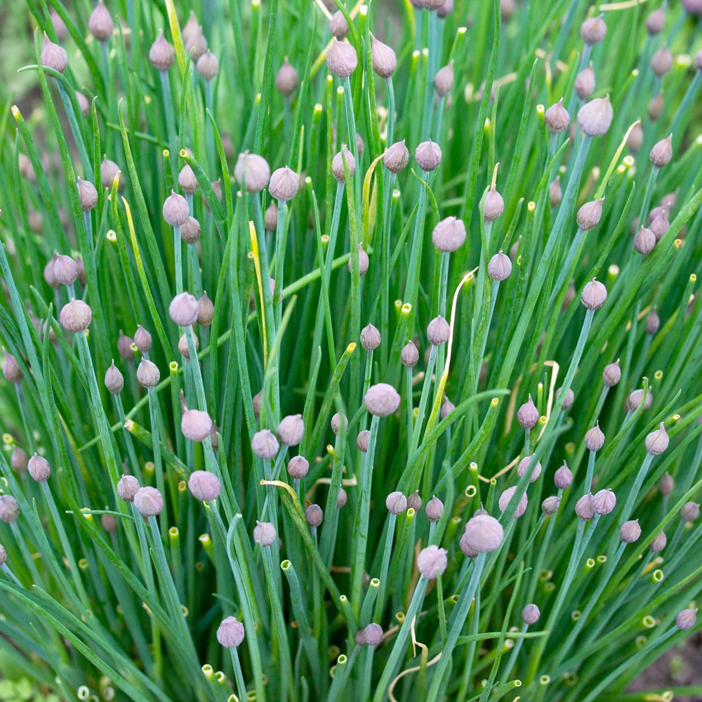 Schnittlauch Polyvert Samen, Allium schoenoprasum MHD 06/23