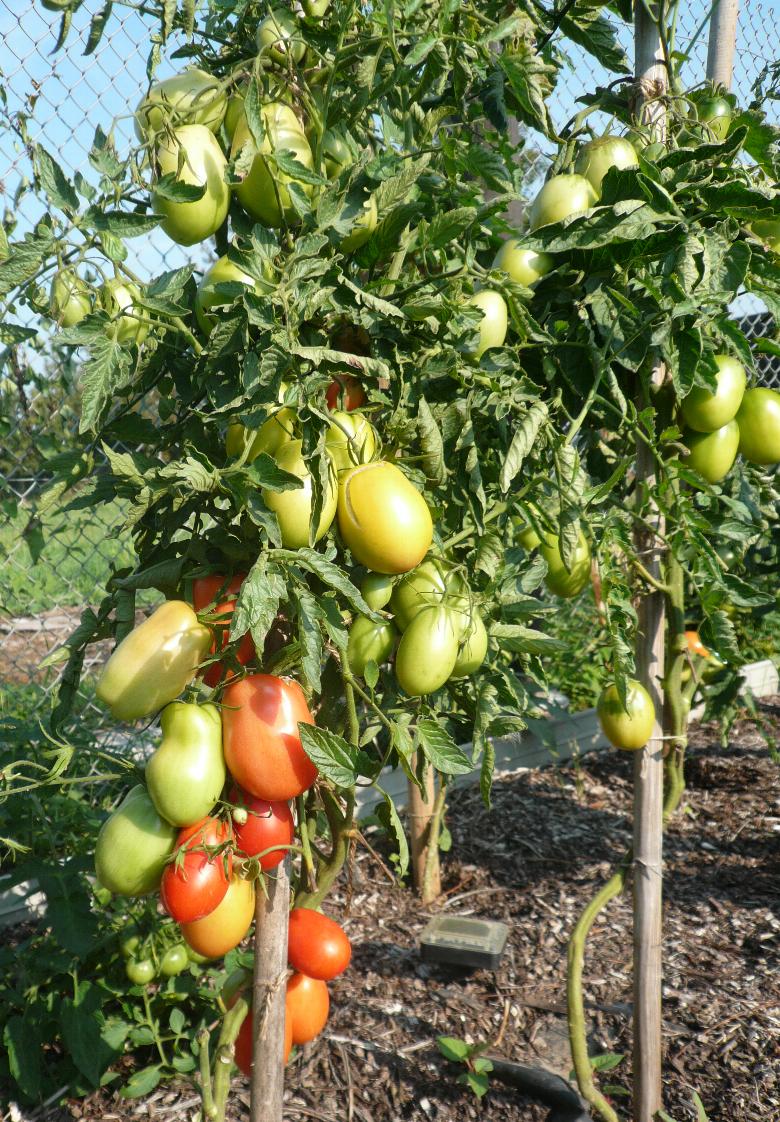 Roma VF Tomatensamen für ca. 20 Pflanzen