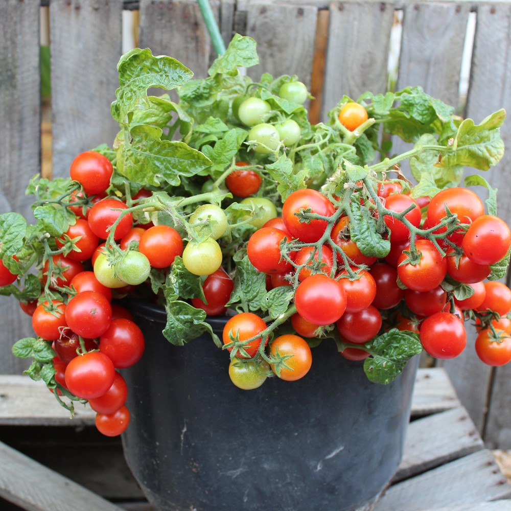 Vilma Tomatensamen für ca. 15 Pflanzen