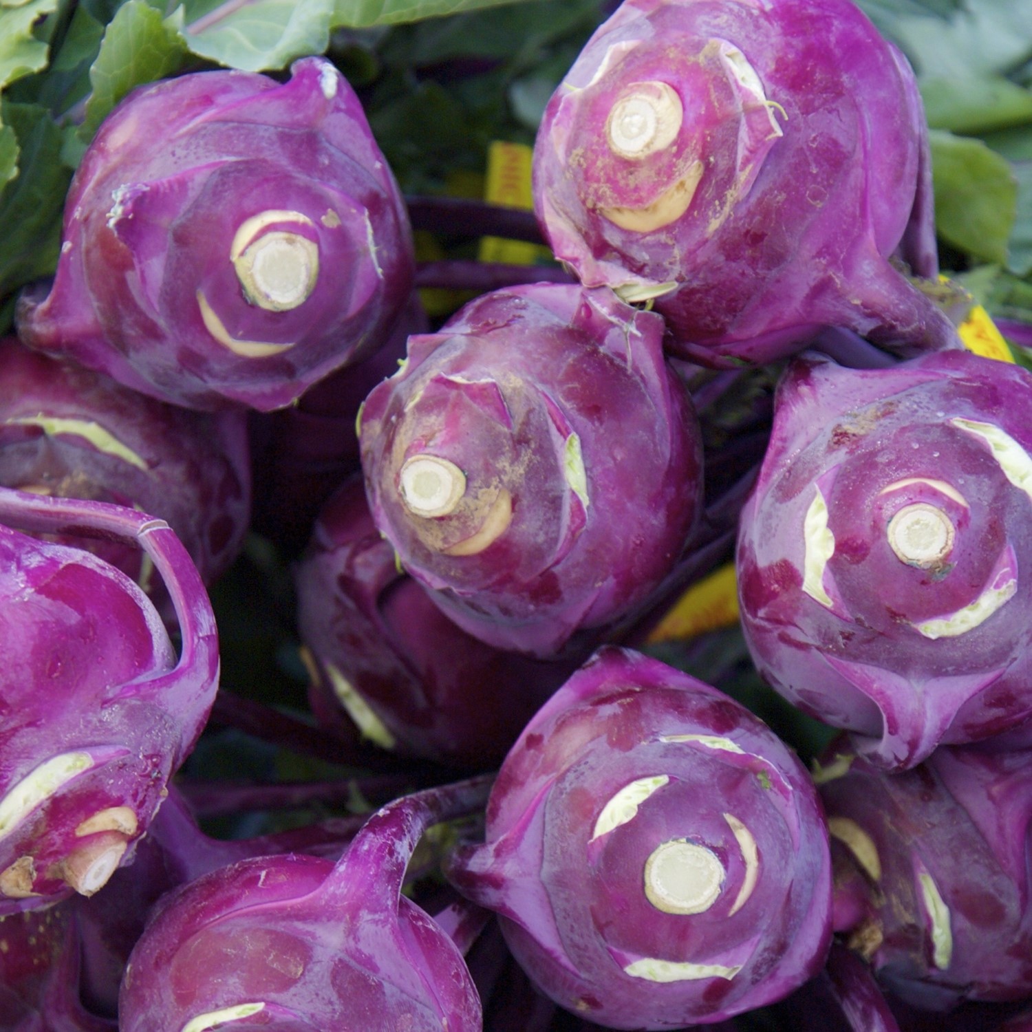 Bio-Kohlrabi Purple Vienna Samen 
