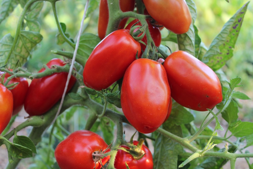 San Marzano Nano Tomatensamen für ca. 20 Pflanzen