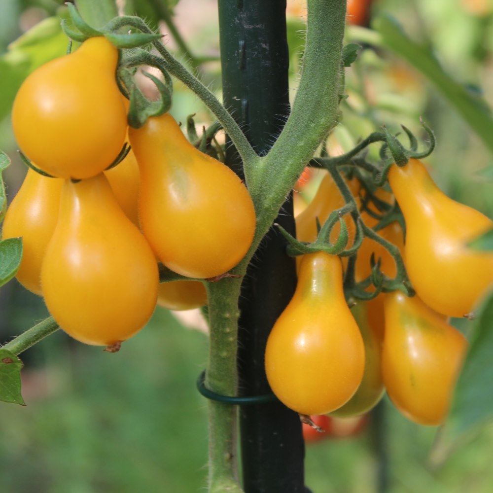 Yellow Pearshaped Tomatensamen für ca. 20 Pflanzen