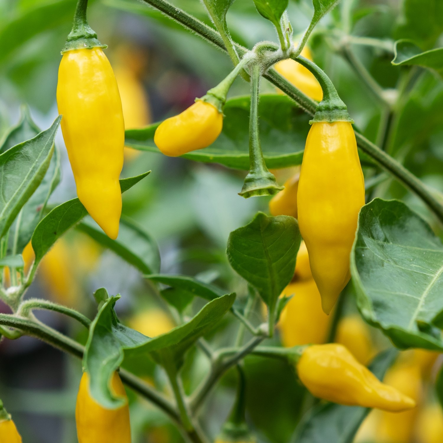 Chili Hot Lemon Samen