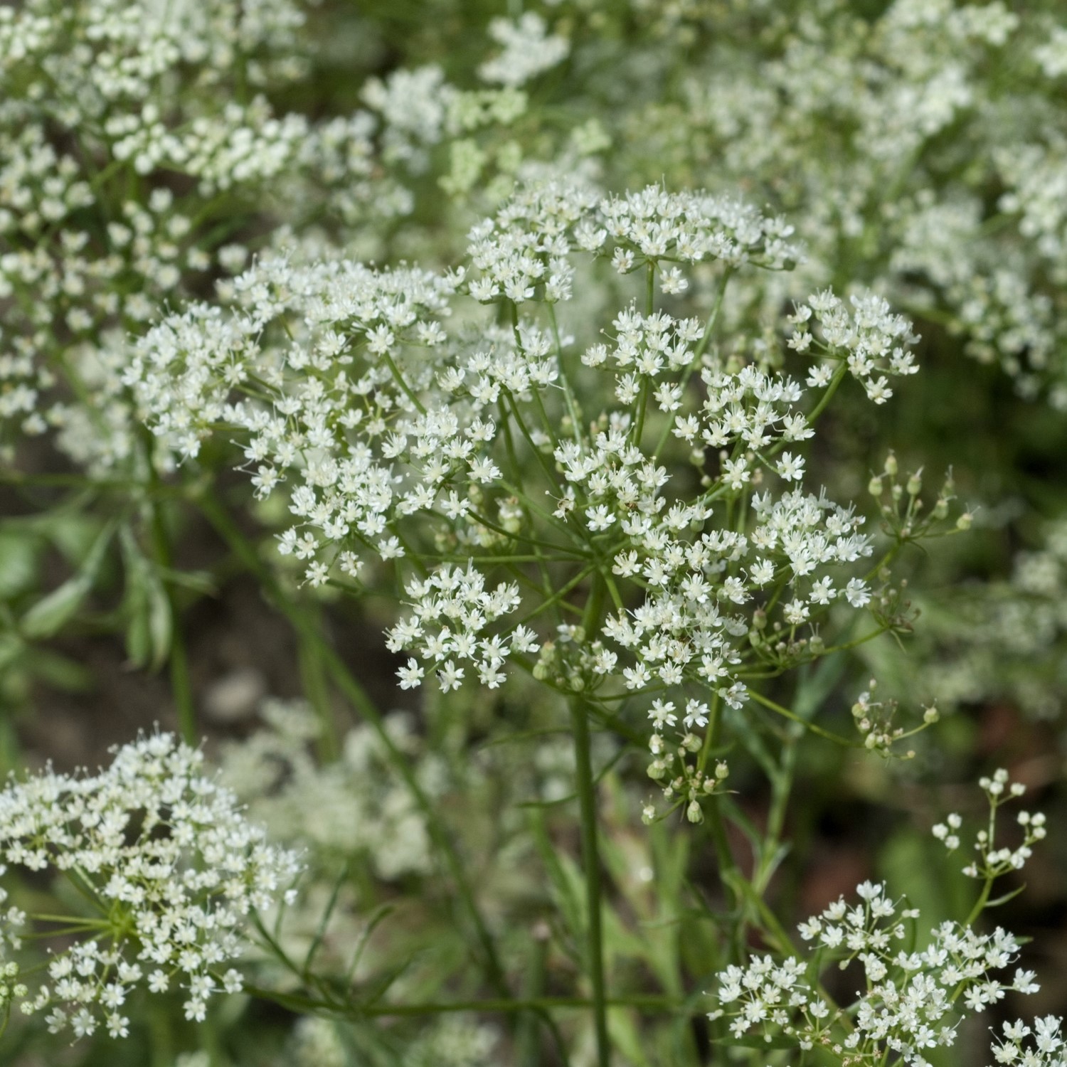 Anis Samen, Pimpinella anisum