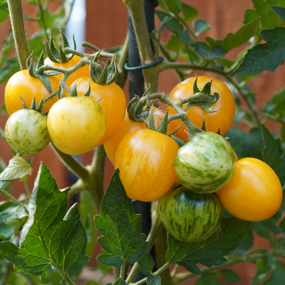 Topaz Bio-Tomatensamen für ca. 10 Pflanzen