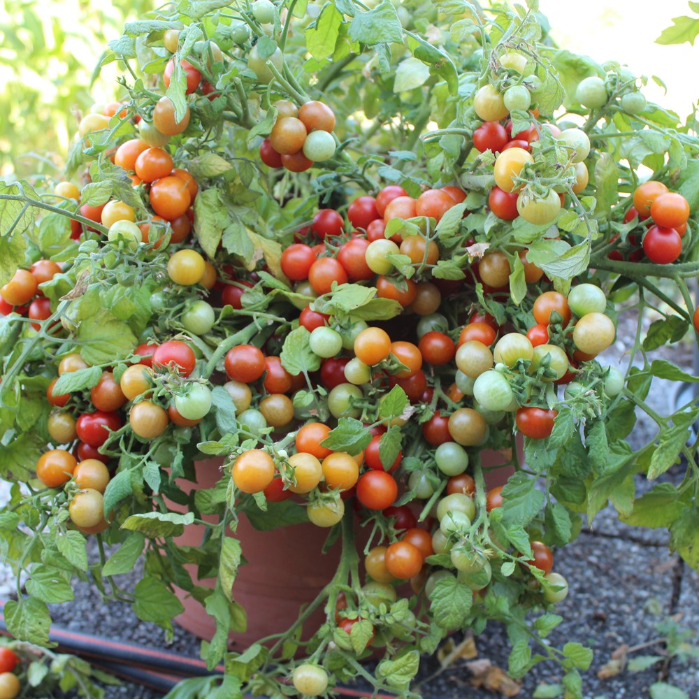 Bajaja Tomatensamen für ca. 15 Pflanzen