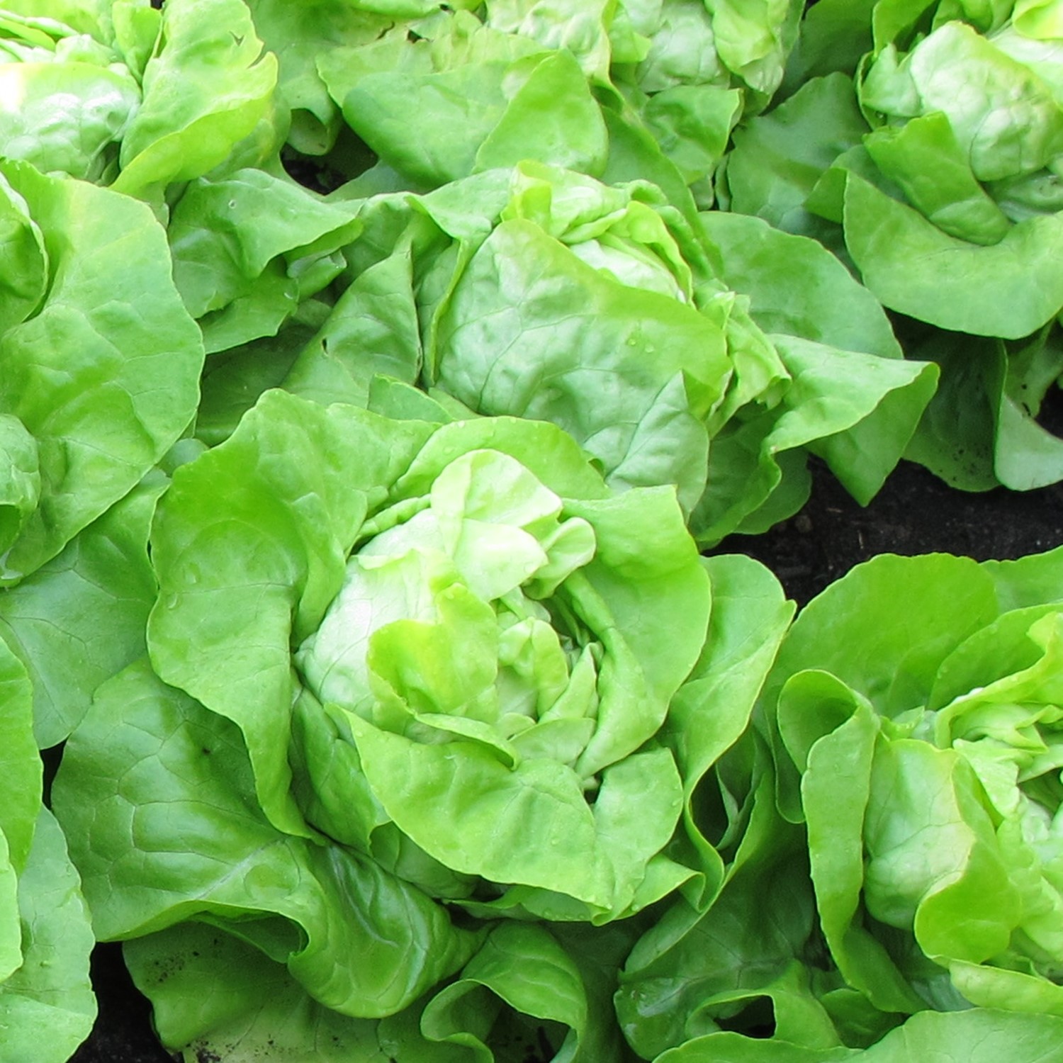 MHD 06/26 Kopfsalat Quattro Stagioni Samen