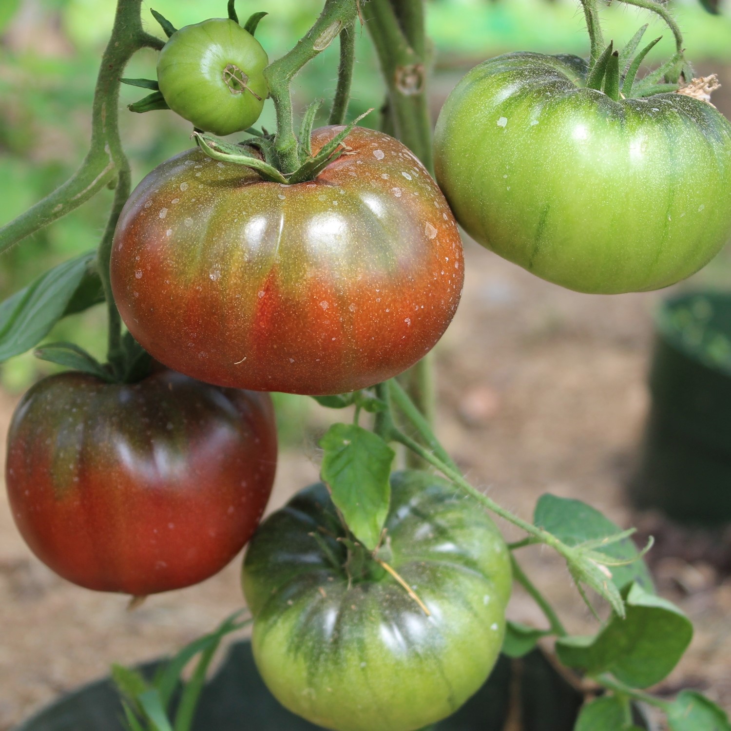 Noire Russe Bio-Tomatensamen