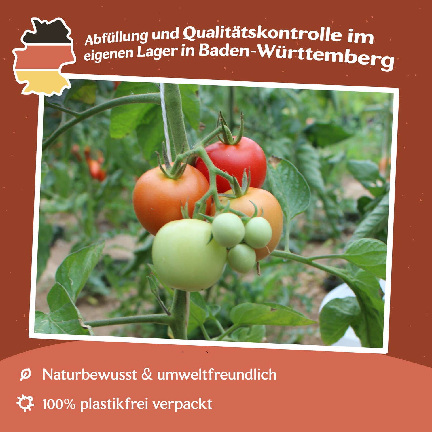 Tamina Tomatensamen