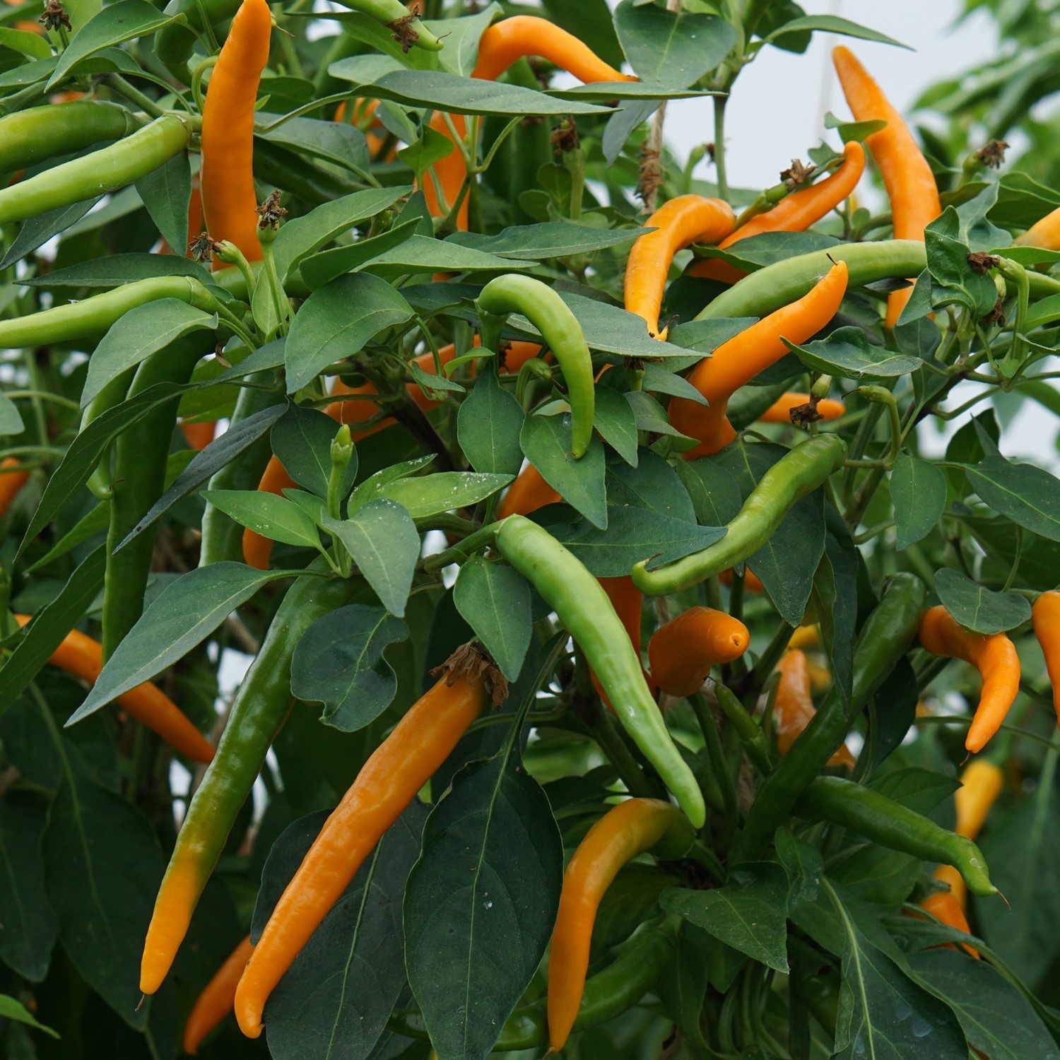 Chili Kilian Samen