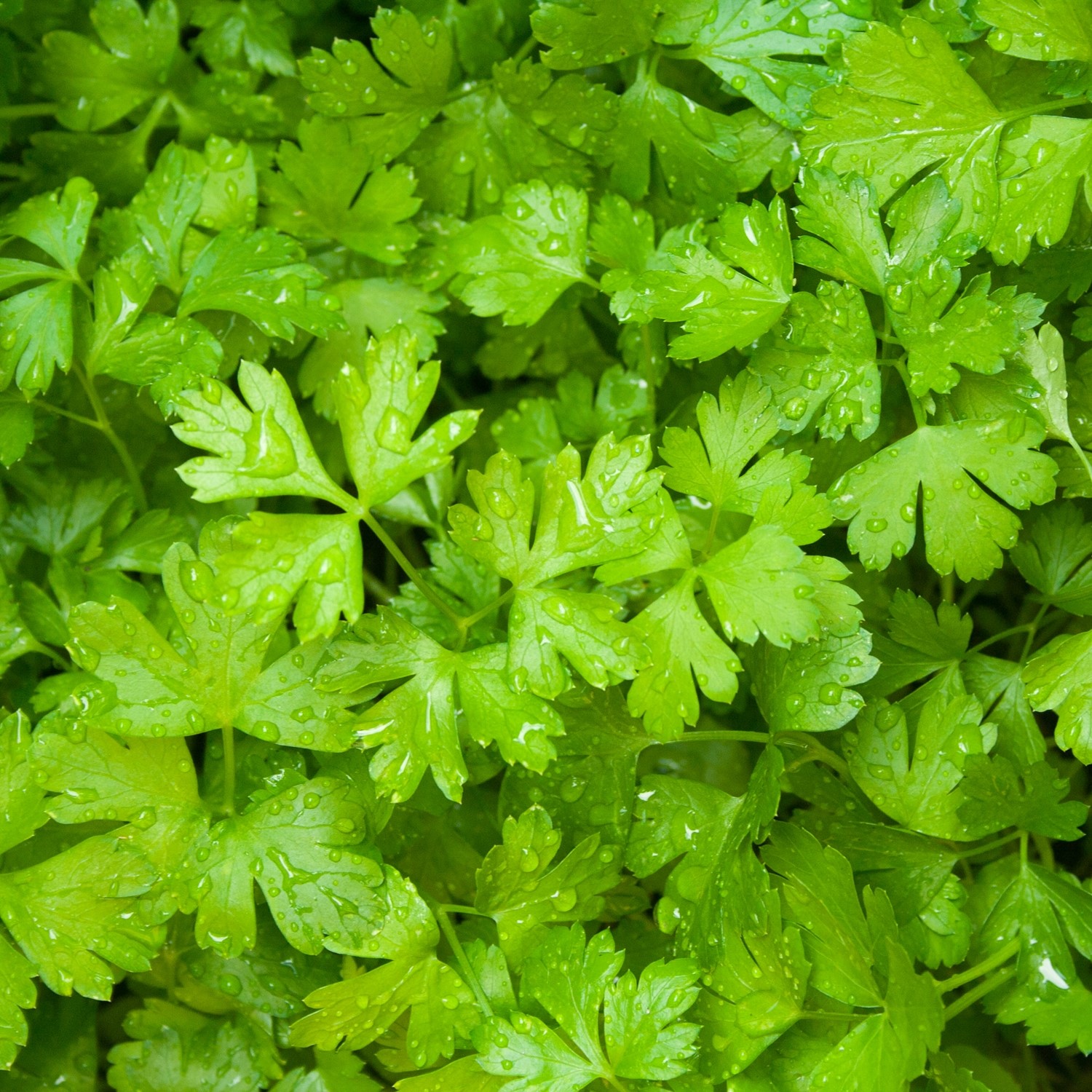Petersilie Italian Giant Samen, Petroselinum crispum