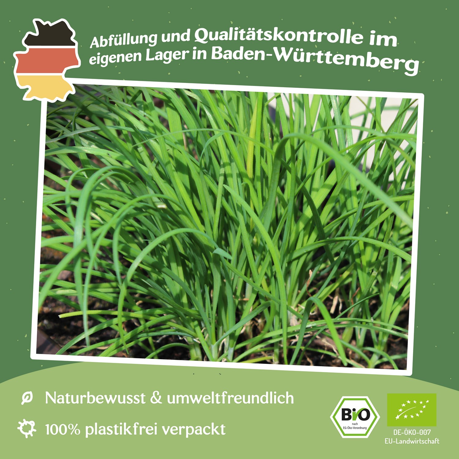 Bio-Schnittknoblauch Samen