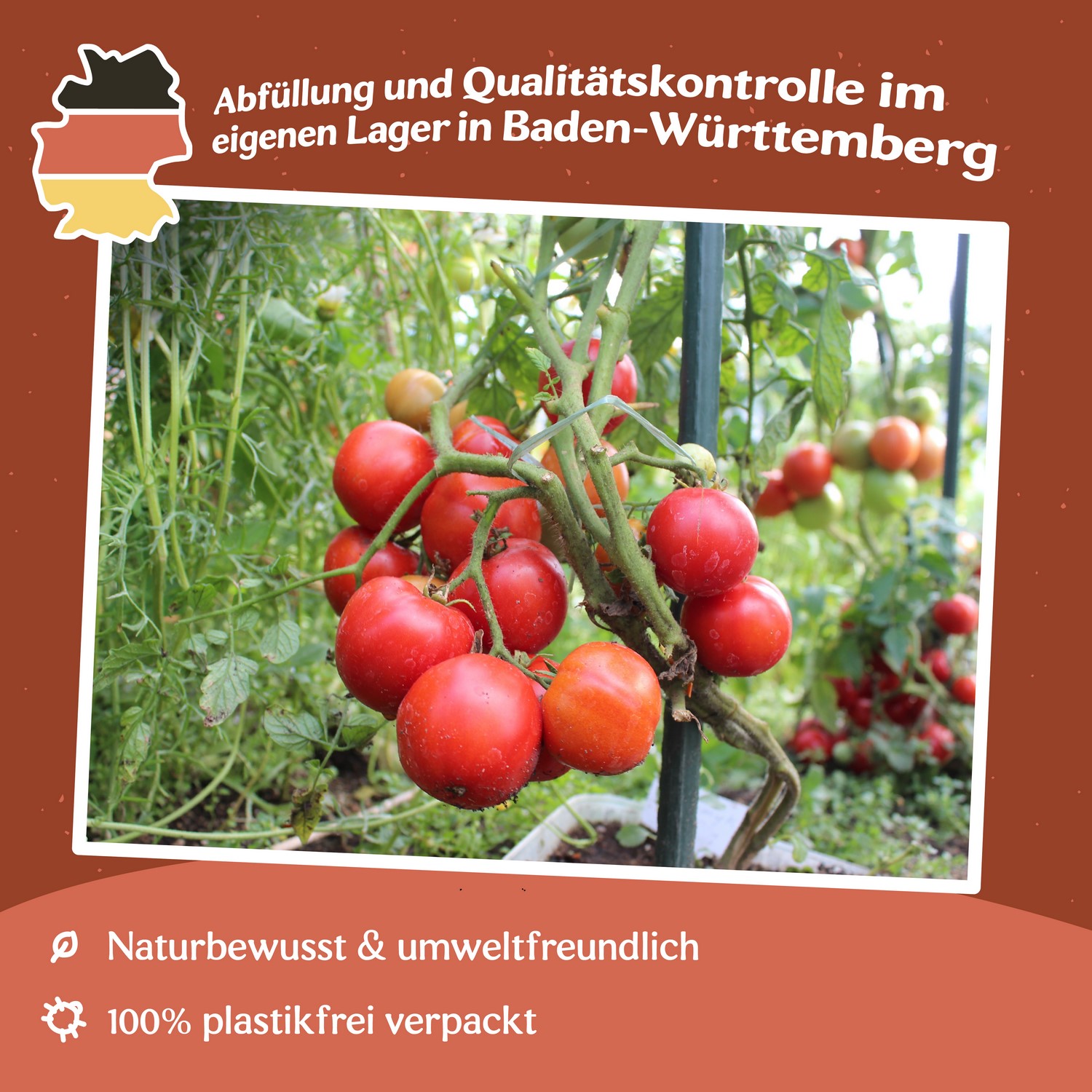 Promyk Tomatensamen