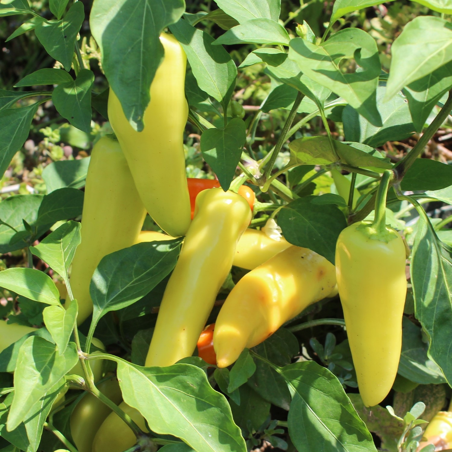 MHD 06/26 Paprika Hungarian Yellow Wax scharf Samen