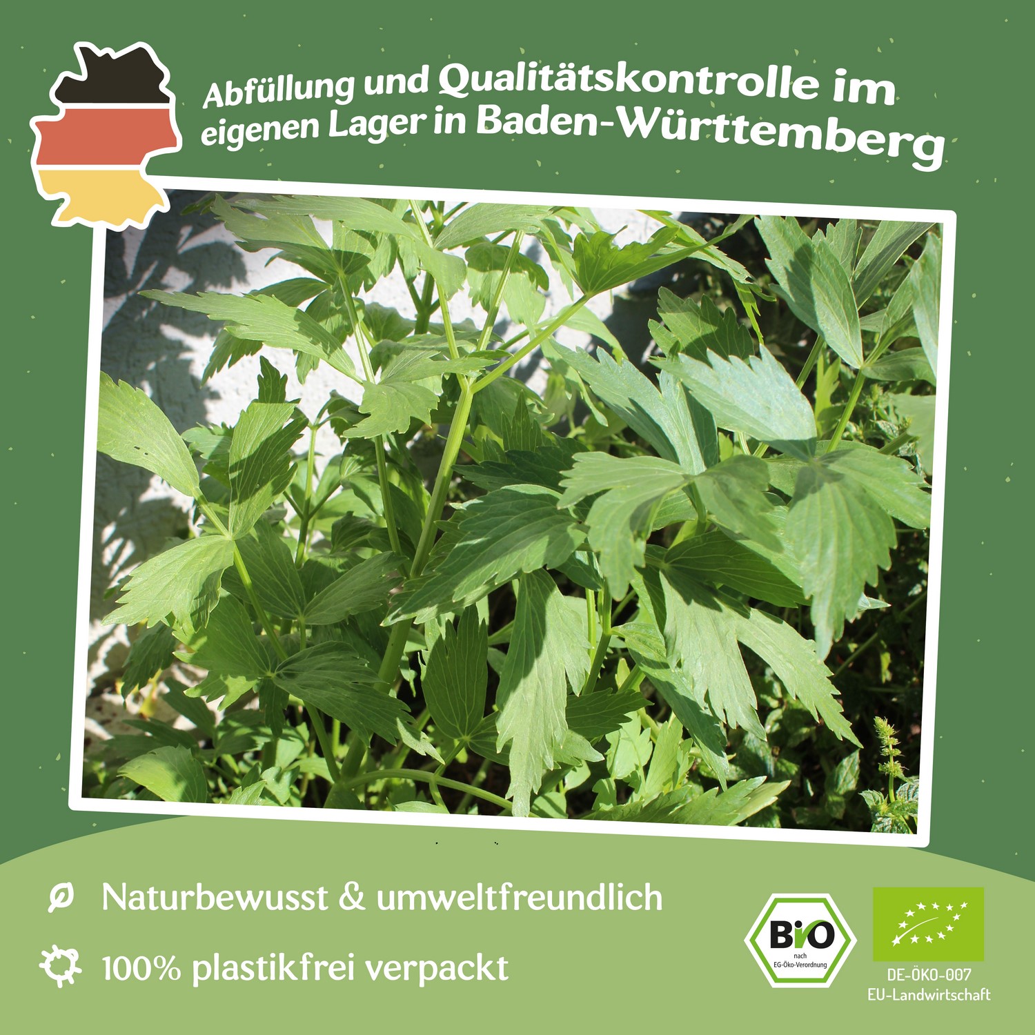 Bio-Liebstöckel, Maggikraut Samen, Levisticum officinale