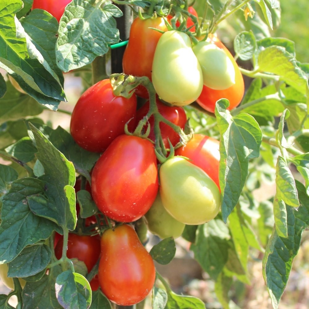 Roma VF Tomatensamen