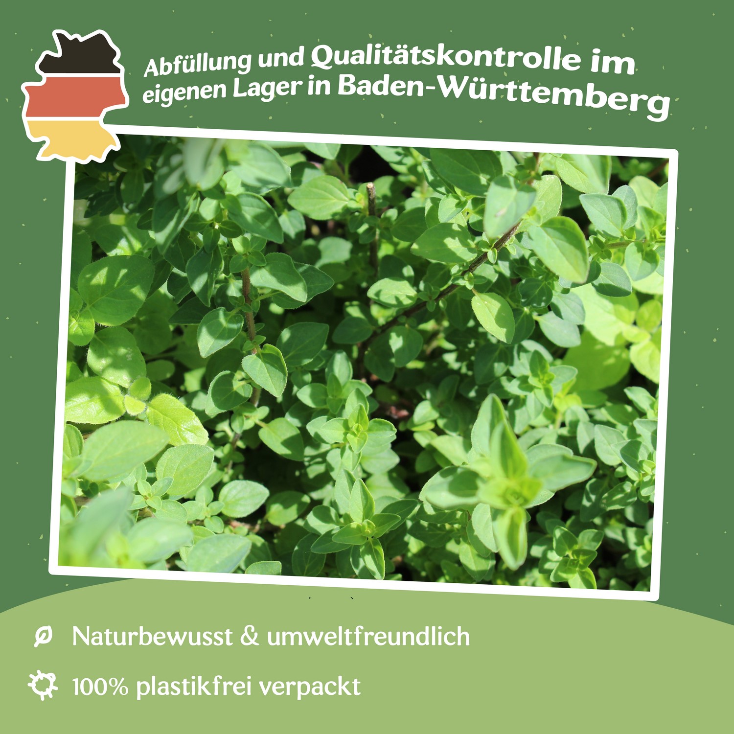 Griechischer Oregano Samen 