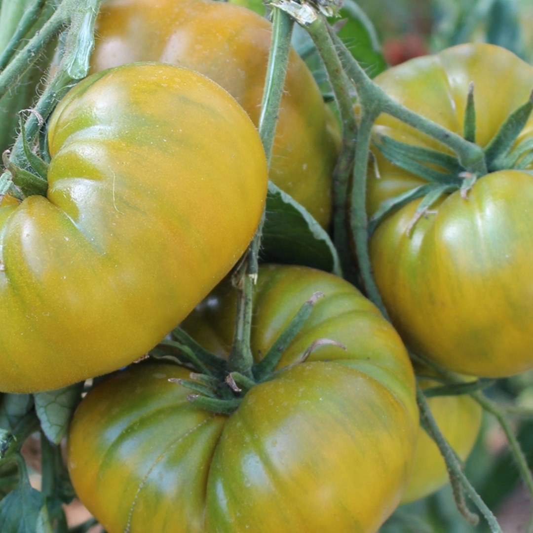 Green Moldovan Bio-Tomatensamen