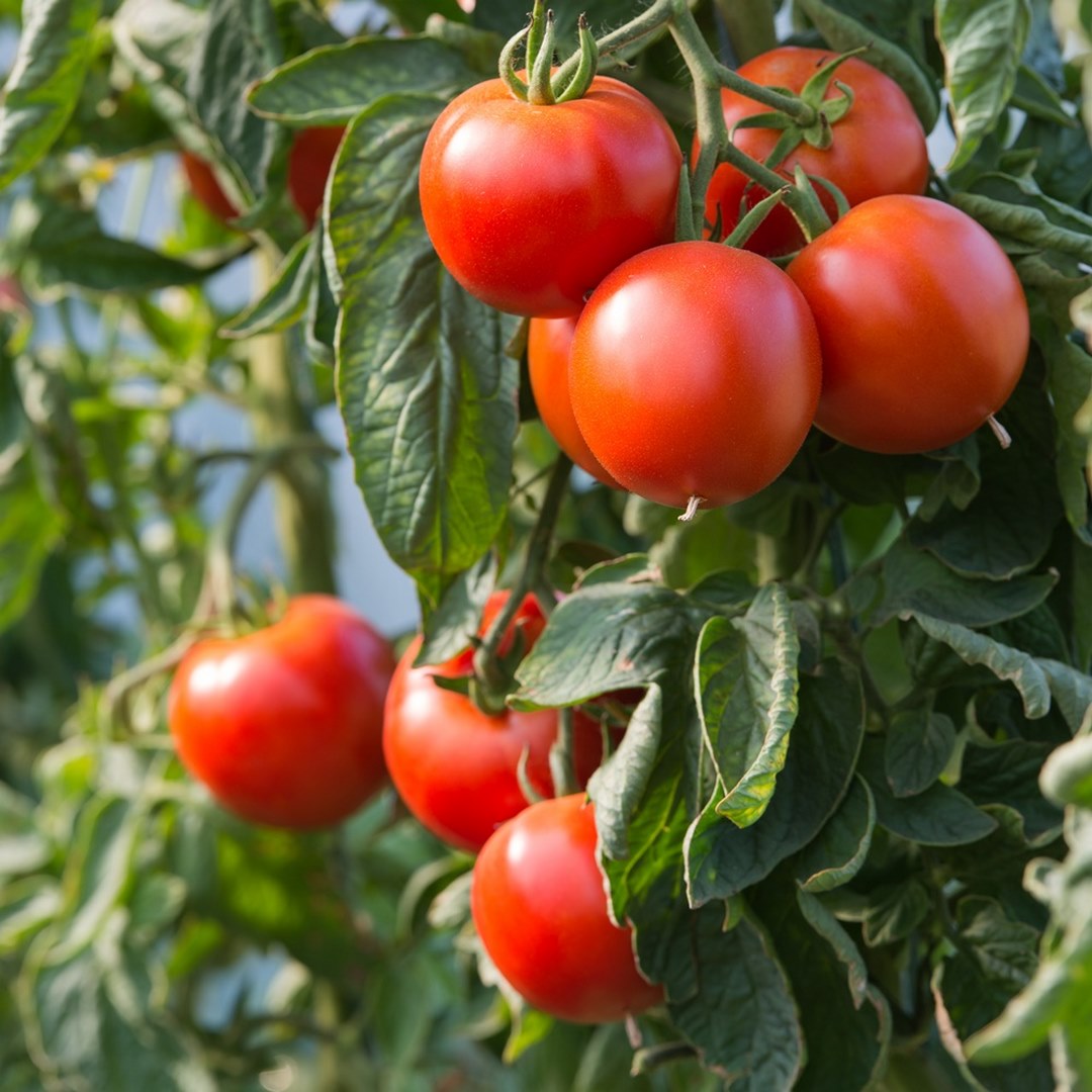 Alicante Tomatensamen für ca. 20 Pflanzen