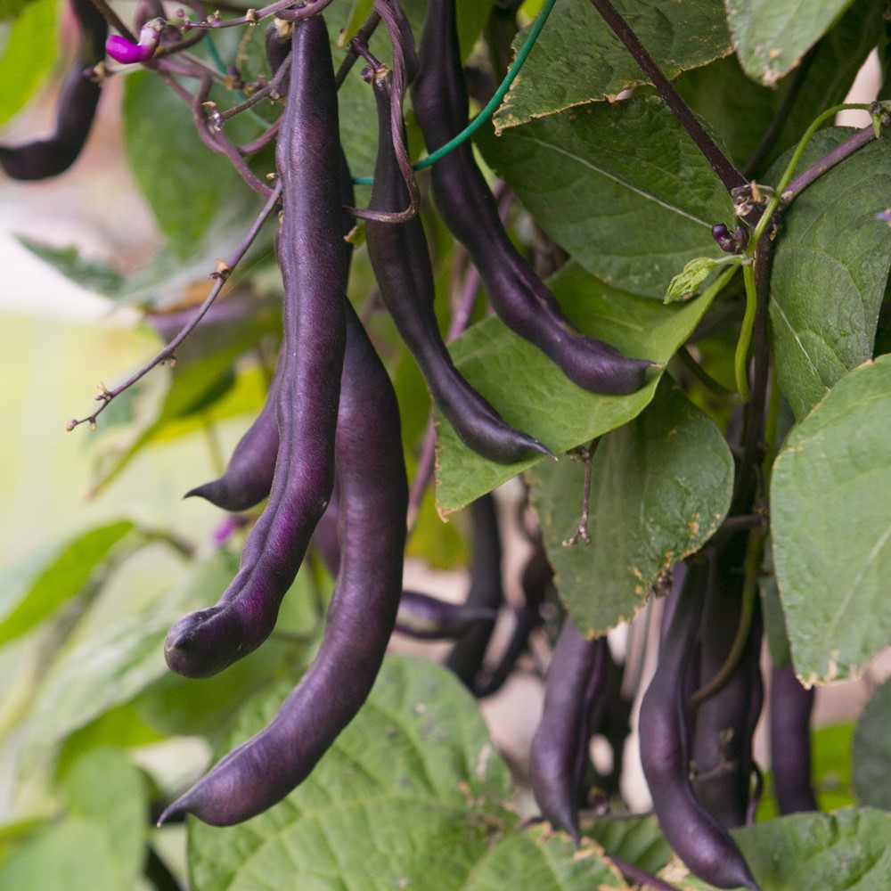 Buschbohne Purple Queen ca. 100 Samen