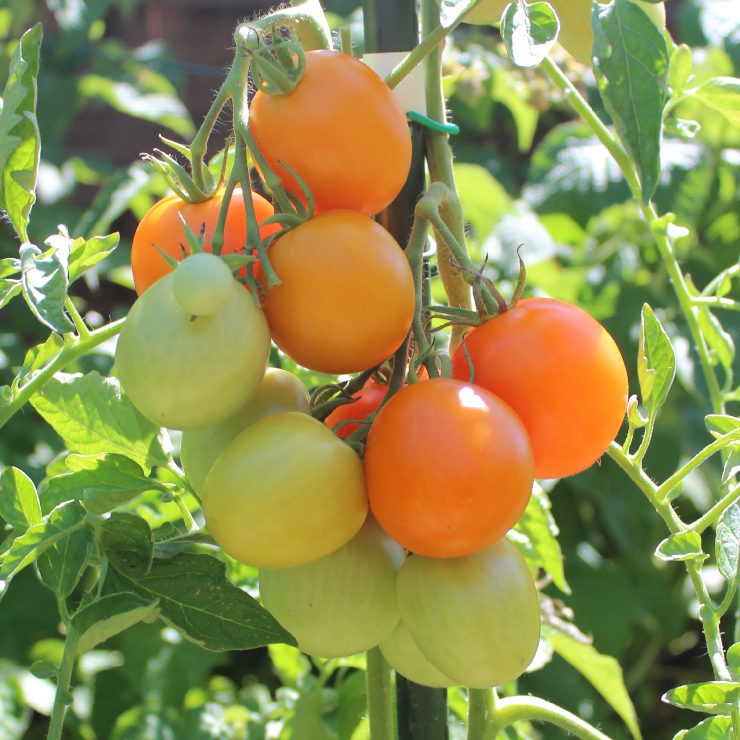 Auriga Bio-Tomatensamen