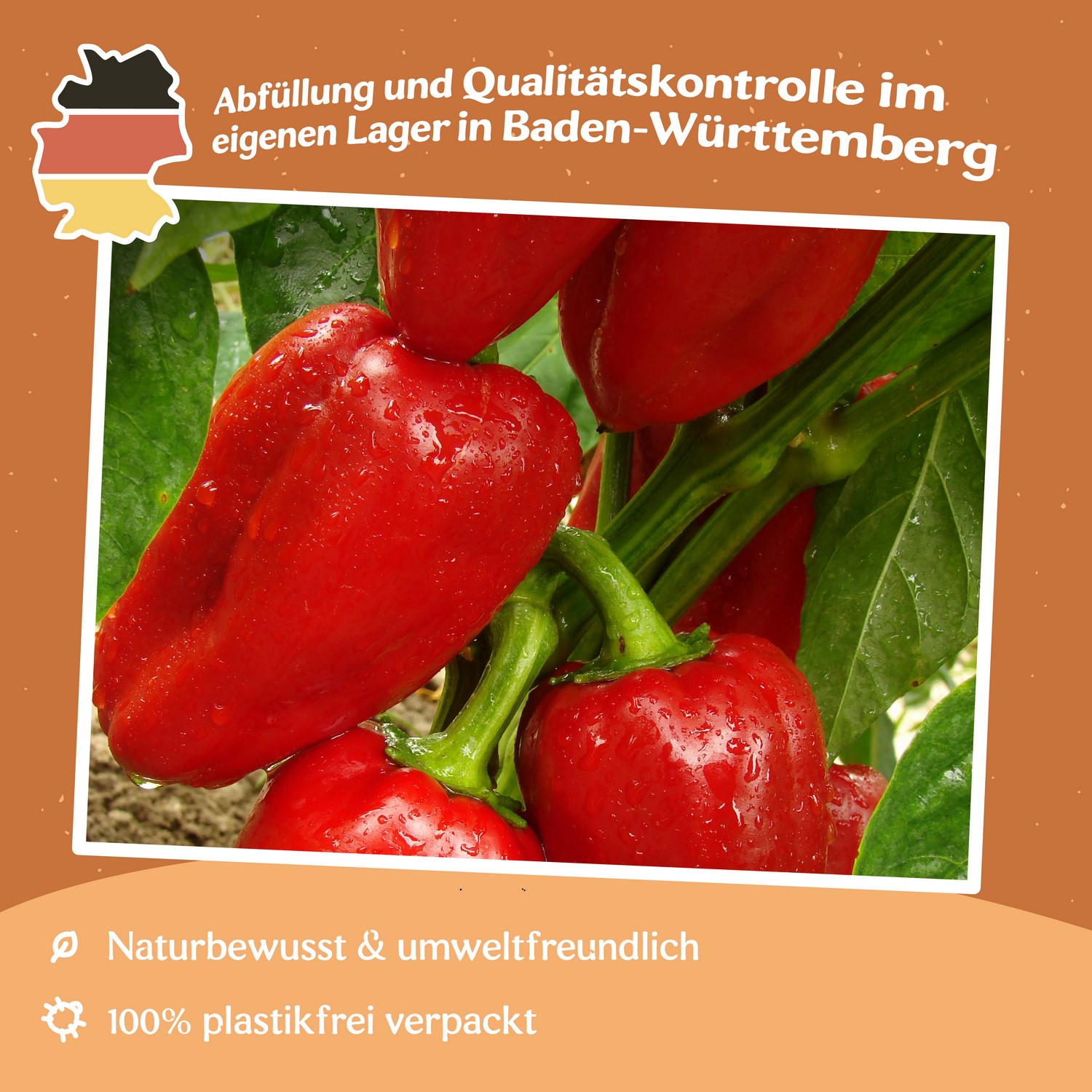 MHD 06/26 Paprika Rubinova Samen