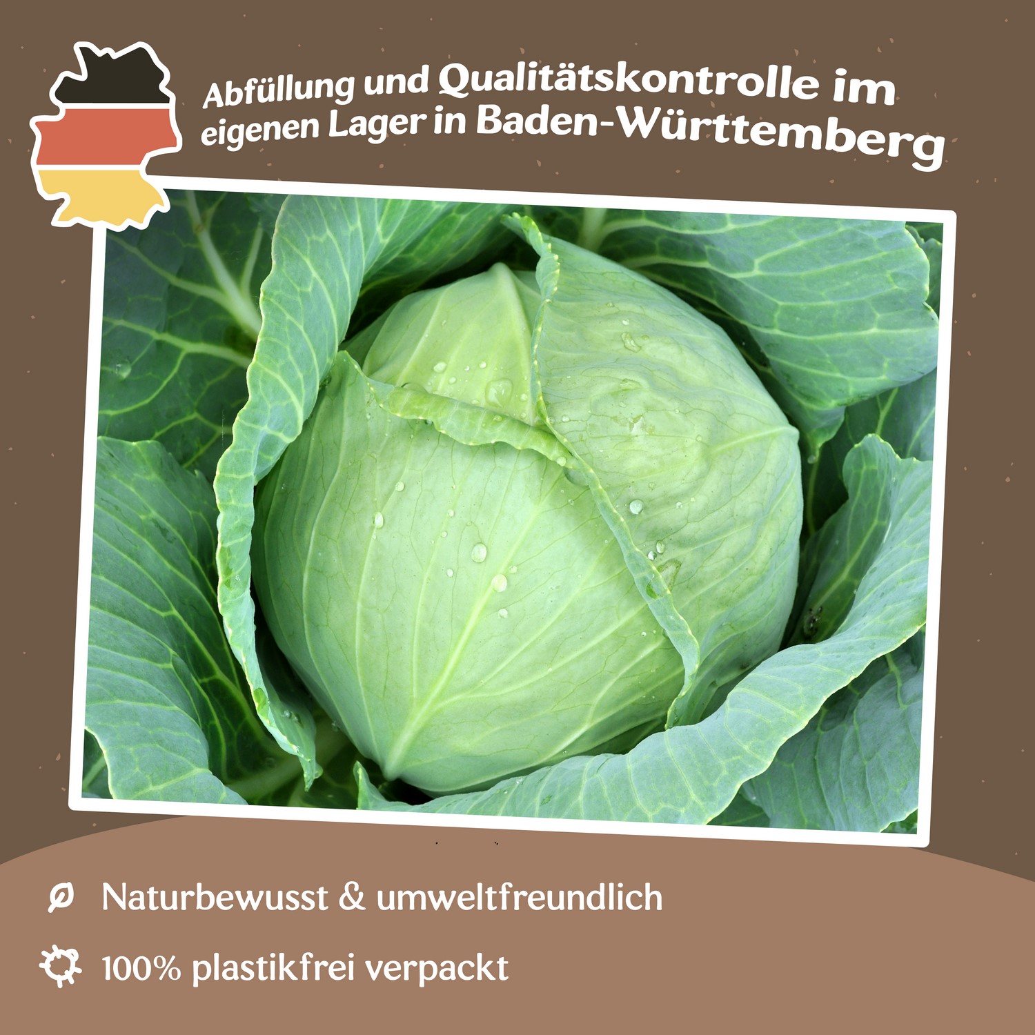 Weißkohl Dithmarscher Früher Samen