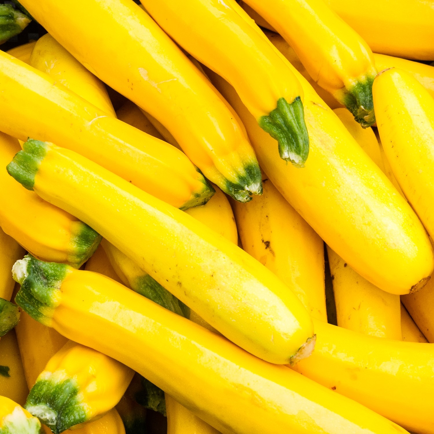 Zucchini Goldena Samen