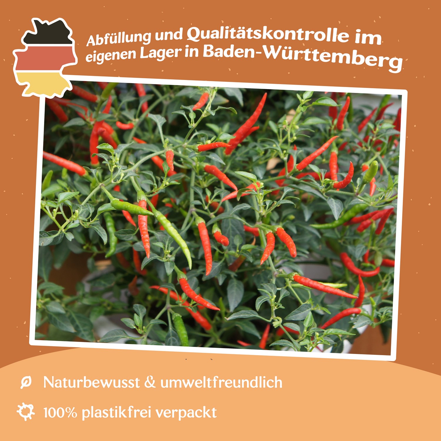 MHD 06/25 Chili Damian Samen