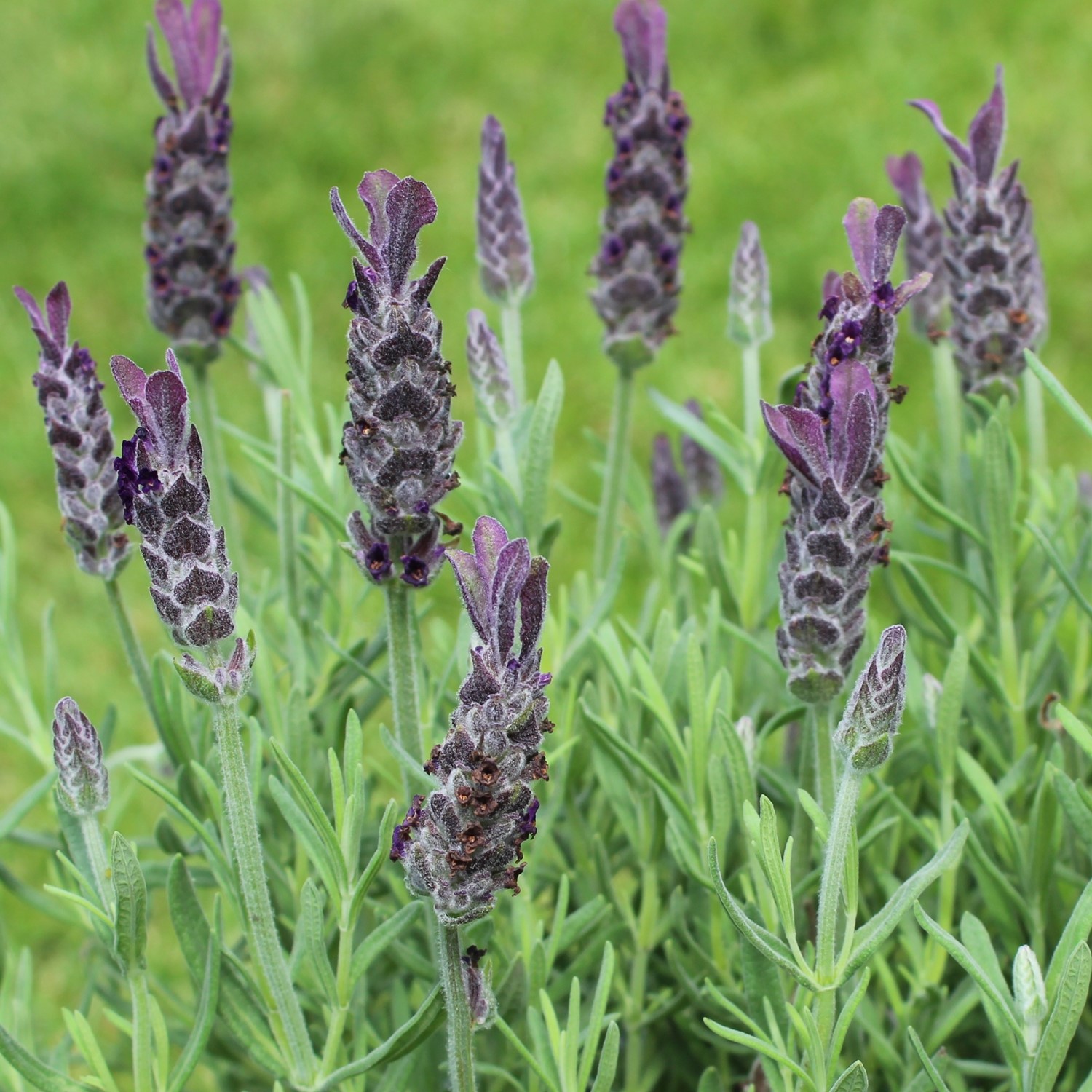 Spanischer Lavendel Samen, Lavandula stoechas ssp. pedunculata