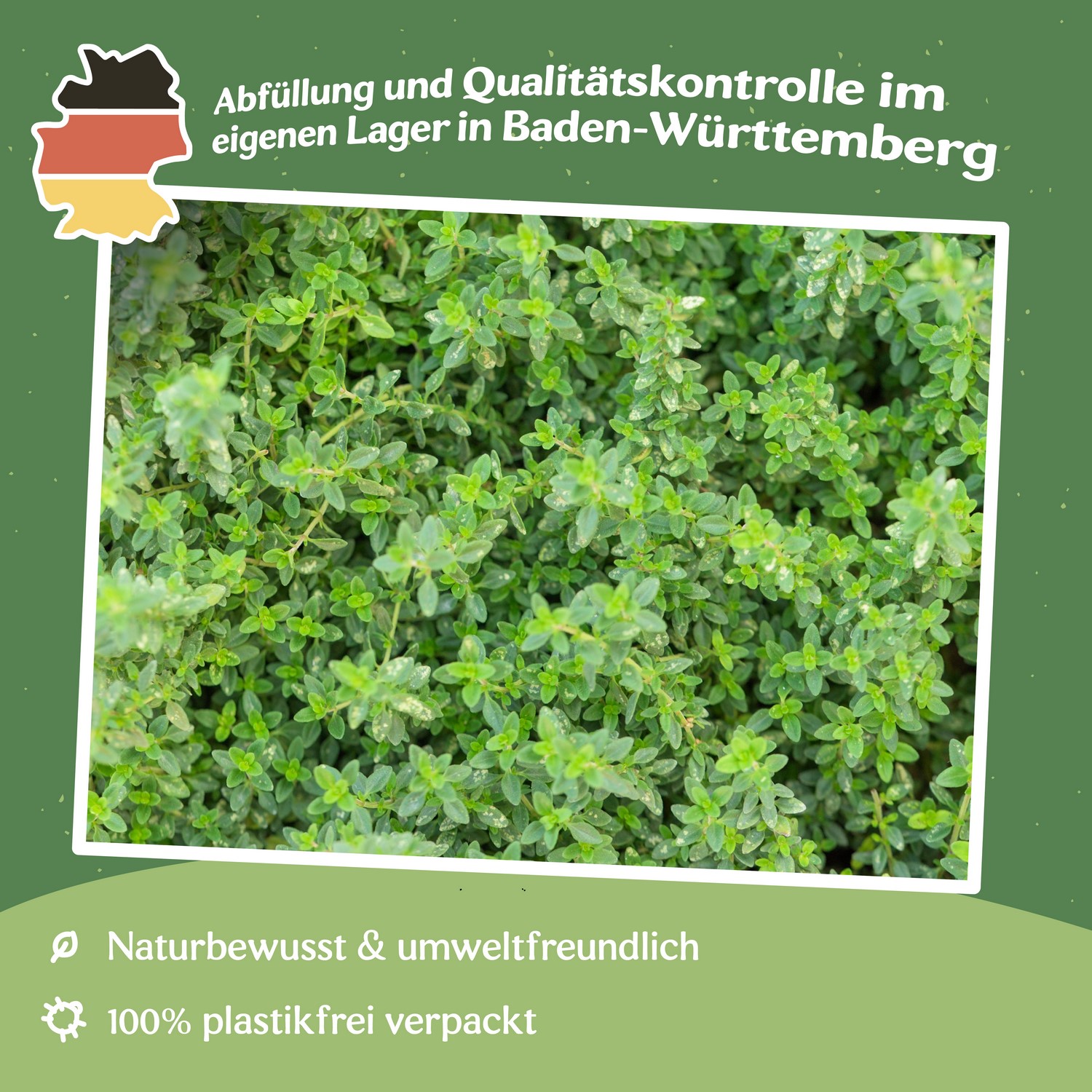 MHD 06/25 Echter Thymian Samen, Thymus vulgaris