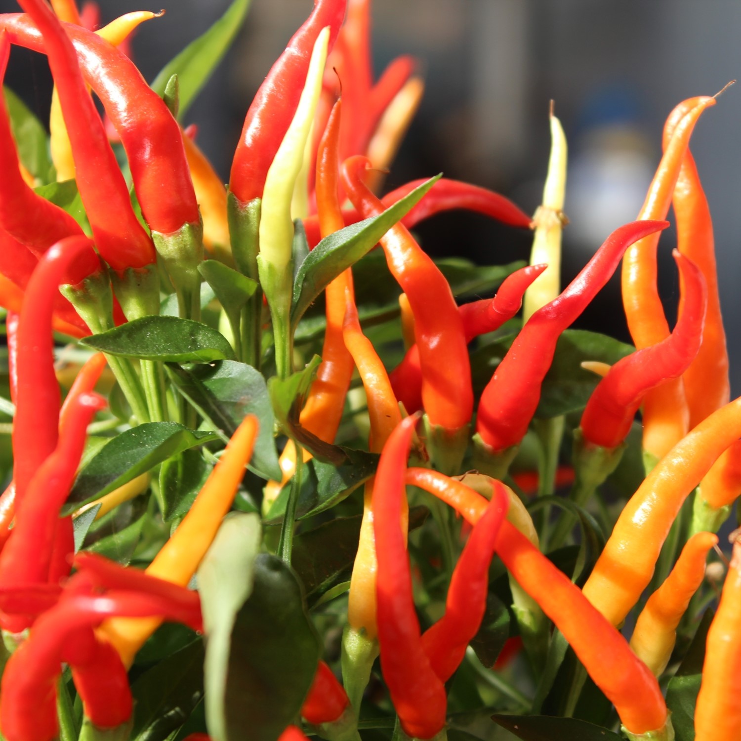 Chili Poupila Samen