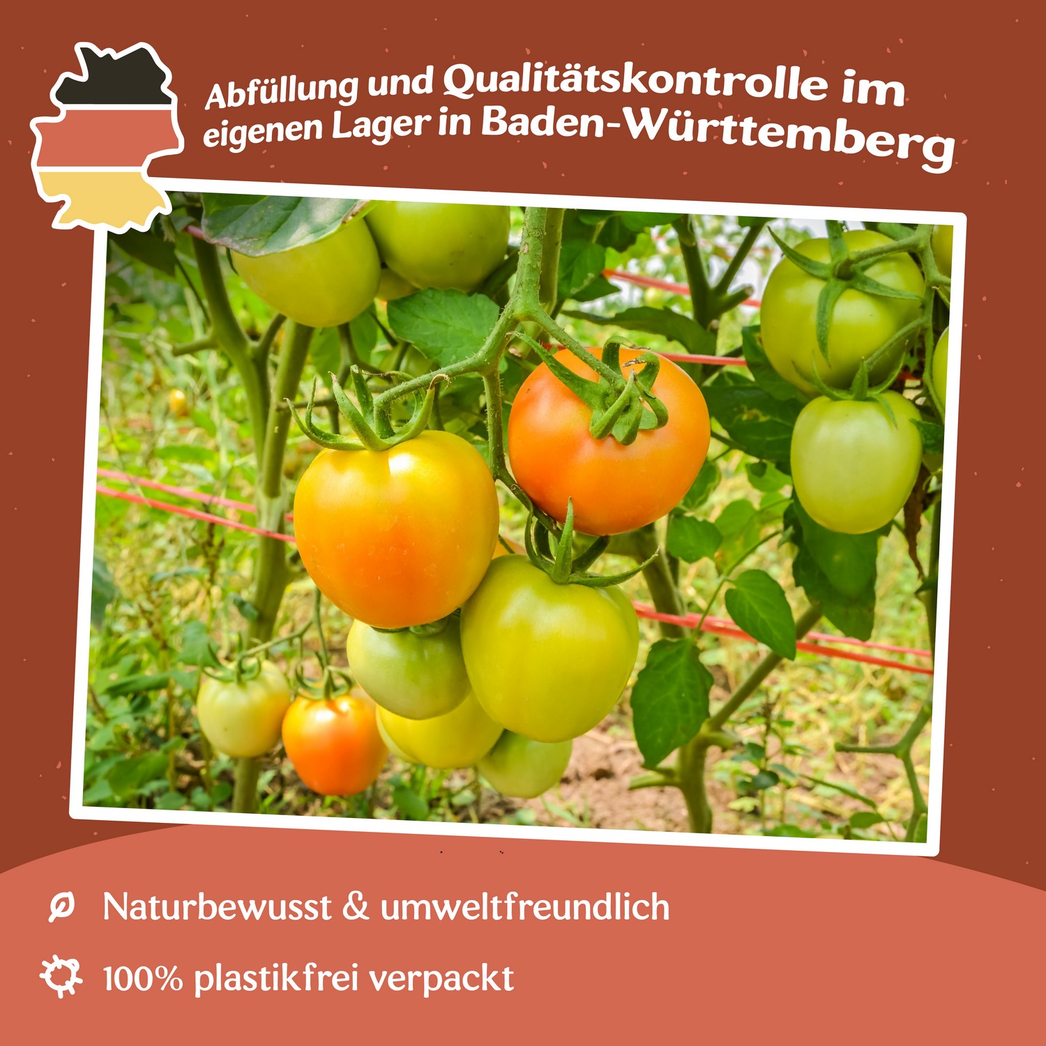 Orange Queen Tomatensamen