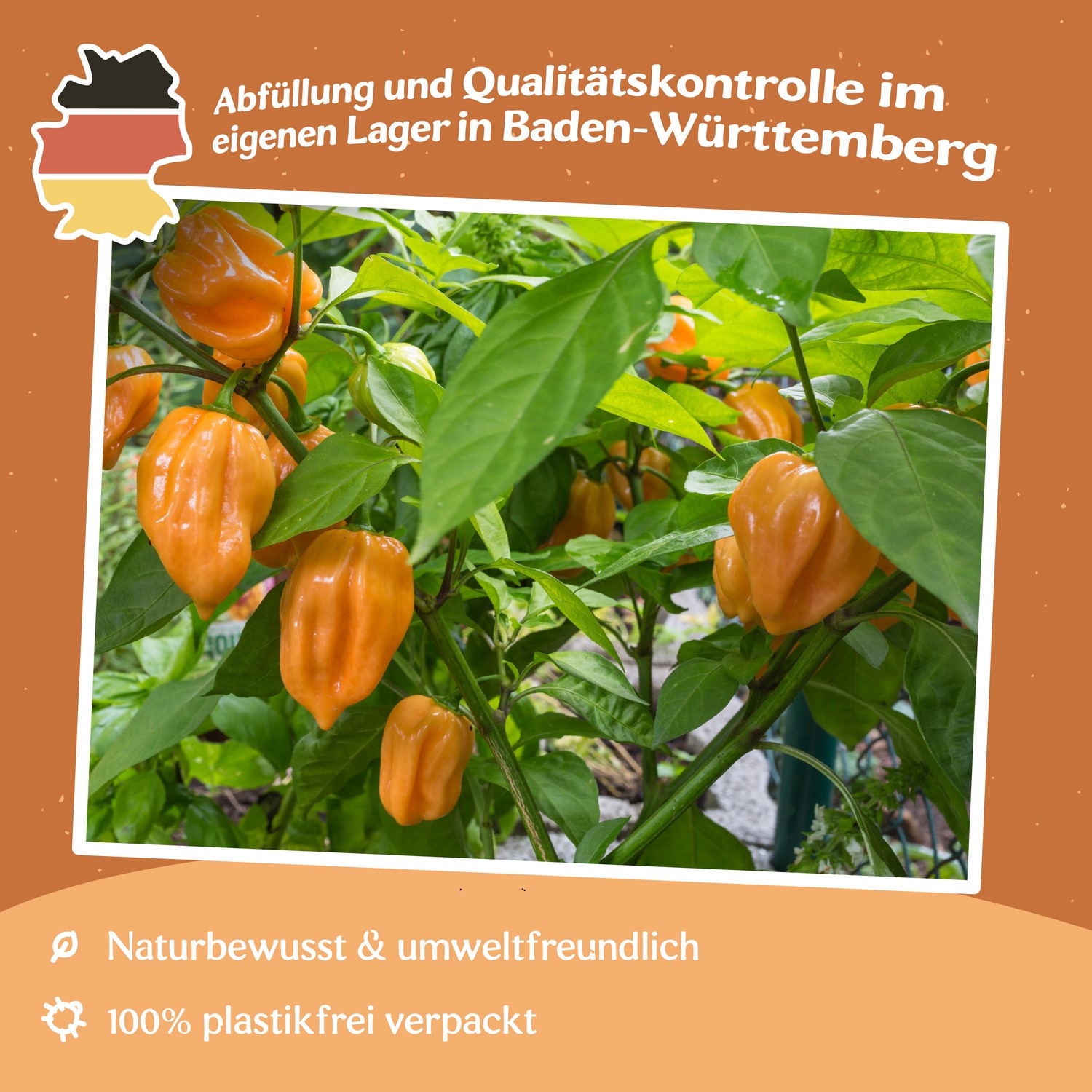 Chili Habanero orange Samen
