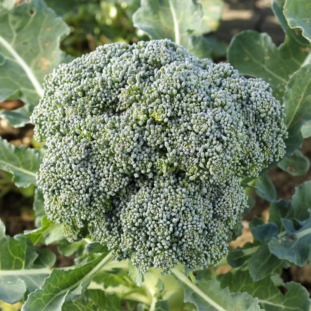 Broccoli Ramoso calabrese Samen