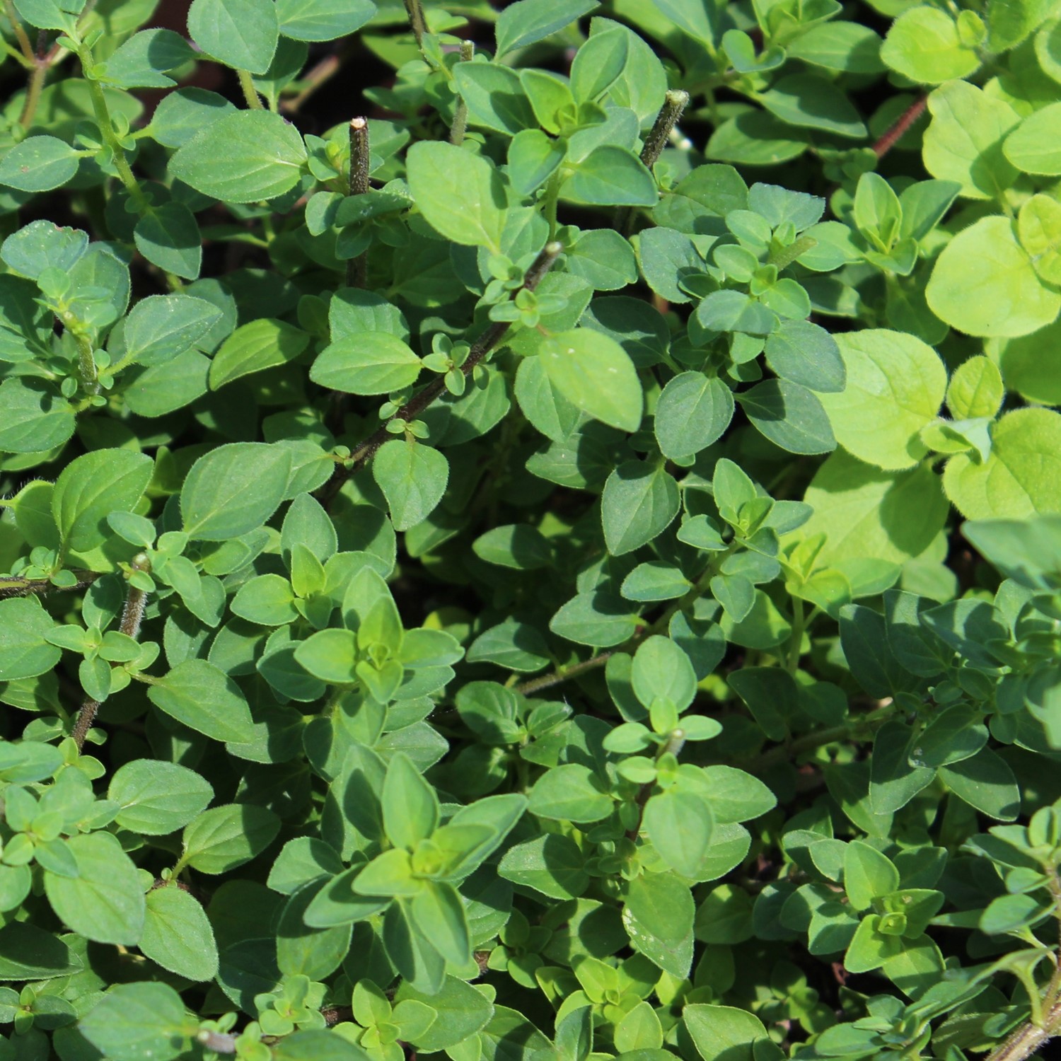 Griechischer Oregano Samen 