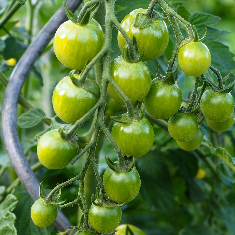 Limetto F1 Tomatensamen