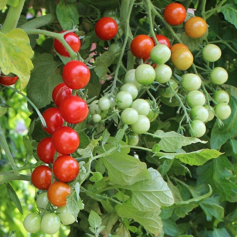 Rubinka Tomatensamen für ca. 10 Pflanzen